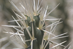 Bloem 5